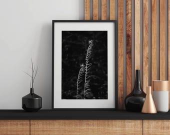 Black and White Fiddlehead Fern Photography Print, Olympic National Park Wall Art, Botanical Nature Decor