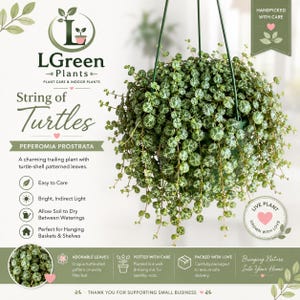 String of Turtles pot 6” LGreen plants live indoor plants