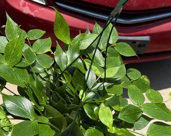 Hoya Polyneura (Fishtail Hoya) pot 6” LGreen Plant live indoor plant