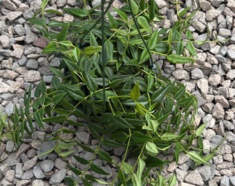 Hoya Bella pot 6” LGreen Plants indoor live plants