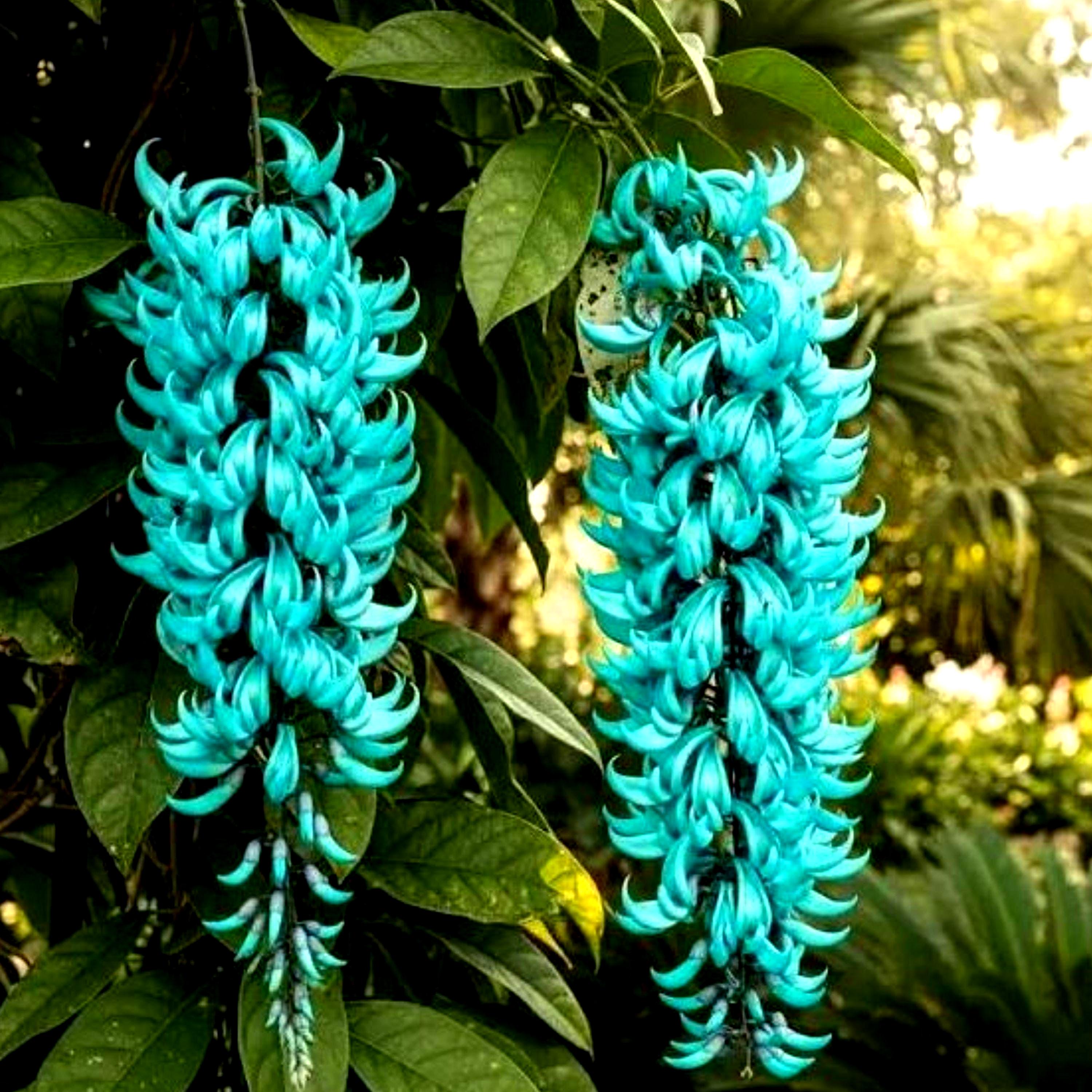 Ixia viridiflora - Etsy 日本