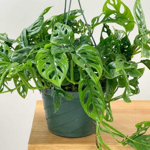 philodendron red moon kaufen Philodendron 'Red Moon'
