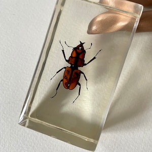 Pode incluir: Um besouro preservado envolto em resina transparente. O besouro tem um corpo marrom escuro com marcas laranja e pernas longas e finas.