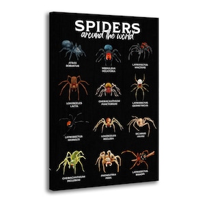 Puede incluir: Un lienzo negro con ilustraciones de diversas especies de arañas de todo el mundo. La impresión incluye el texto "SPIDERS around the world" y los nombres científicos de cada araña, como Atrax Robustus y Loxosceles Laeta.