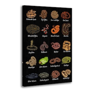 Puede incluir: Un lienzo negro con ilustraciones de varias especies de serpientes, incluyendo la Bushmaster Snake, la Tiger Python y las Coral Snakes. Cada serpiente se muestra con patrones y colores distintos, con sus nombres en texto blanco.