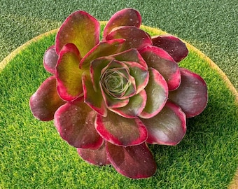 Aeonium 'NaFu' - Variegado; Aeonium 'Black Gold Rose' - 1 esqueje; Híbridos de Aeonium × Greenovia