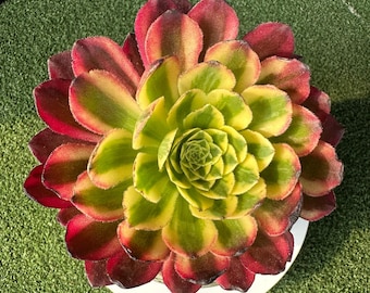 Aeonium 'White Rose' 4'' ukorzeniony, bardzo rzadki, pstry sukulent