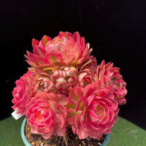 May include: A close-up of a succulent plant with pink and green leaves, in a teal pot. The plant has a rosette shape, with tightly packed leaves. The background is a dark colour, which highlights the plant's colours and textures.