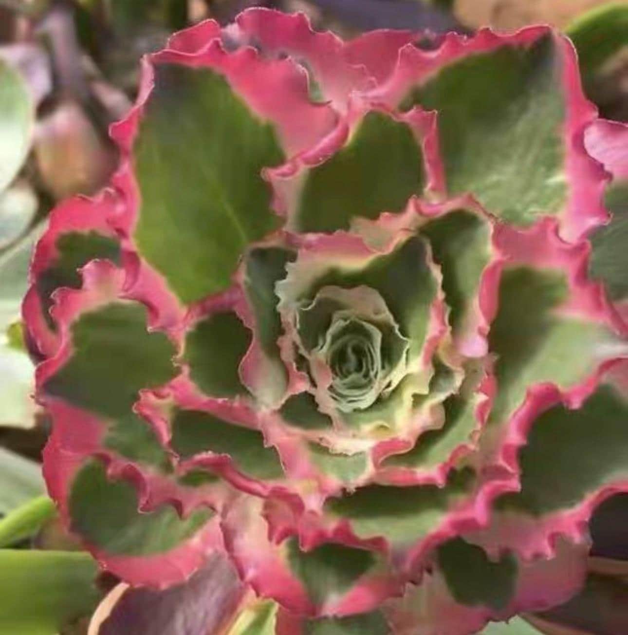 Aeonium big bang - Etsy 日本