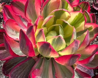 Aoenium 'RuYi'- Variegated Aeonium 'Black Gold Rose', Rare Variegated Collector's Plant, Aeonium× Greenovia Hybrids