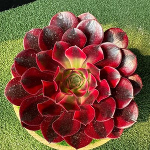 May include: A vibrant succulent plant with deep red and black leaves, arranged in a rosette pattern. The center of the plant displays green and yellow hues. The plant is set in a light brown pot, creating a striking contrast against the green background.