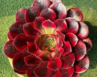 Aeonium 'Medusa'-Ausschnitt, 3.Generation ausgewählt, rosafarben im Frühling und Herbst, seltener bunter Sukkulente