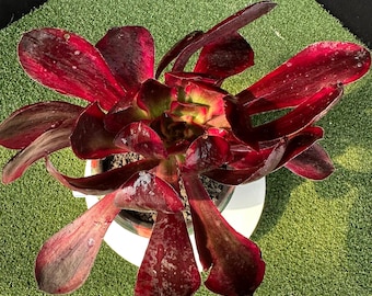 Aeonium 'Voodoo' Blanco Variegado, 10 cm enraizado, Suculenta variegada muy rara