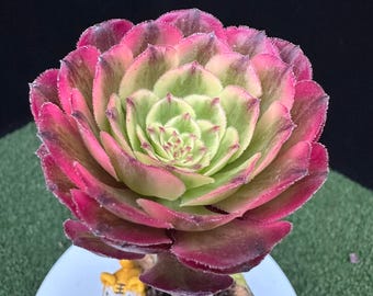 Aeonium 'Red Copper', Vary Rare Variegated Succulent