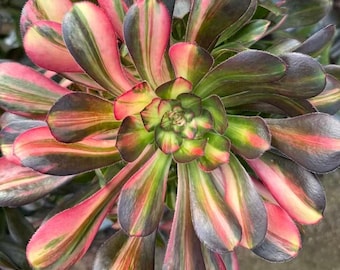 3 '' Rainbow Aeonium Chanel-Ausschnitt, AKA 'Rainbow Butterfly', variieren selten