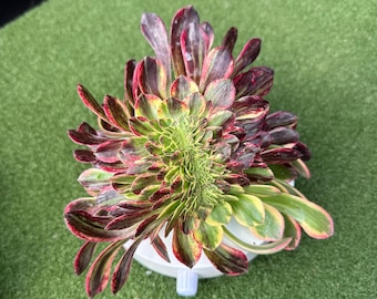 Aeonium 'Crane Feather', variedad arcoíris crestada, derivado de Aeonium arboreum 'Fiesta', suculenta variegada muy rara.