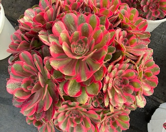 Aeonium 'Pink Lady' - 4-calowy, rzadki, pstry sukulent