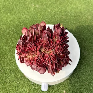 Può includere: Una vivace pianta succulenta rosso scuro con foglie stratificate e strutturate. La pianta è esposta su una piattaforma bianca e circolare, su uno sfondo di erba sintetica verde. Il colore intenso e la forma unica della succulenta sono il punto focale.