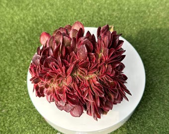 Aeonium crestado 'Black Magic'' - Nueva variedad derivada de Aeonium 'QingCheng', llamativa variegación rojo-negro, suculenta variegada poco común.