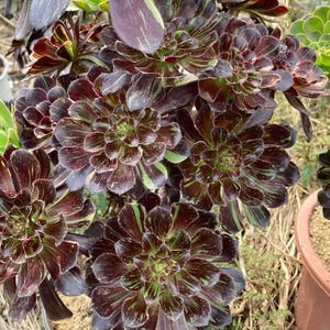 Aeonium big bang - Etsy 日本