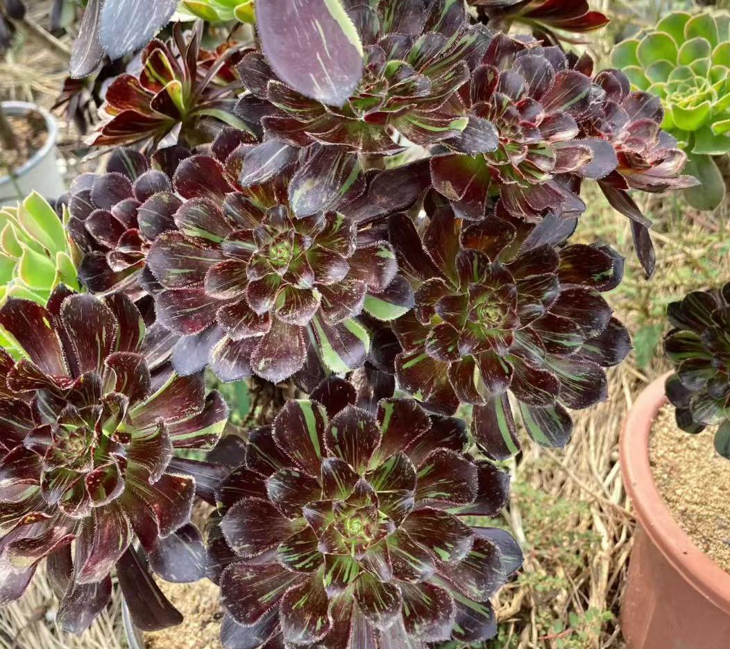 Aeonium big bang - Etsy 日本