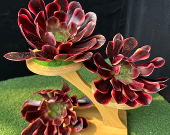 Aeonium 'Super Bang', Metallic Sheen Classic Variety, Bunt Succulent