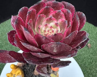 Aeonium 'Zixia Fairy', mutación de Aeonium 'Mardi Gras', suculenta variegada muy rara.