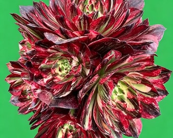 Aeonium 'Earl Prodigy', nuovo ibrido, variegato nero nobile, succulenta variegata molto rara
