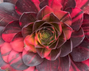 Rainbow Variegated Aeonium 'Black Gold Rose'- Cutting, Vary Rare Variegated Succulent