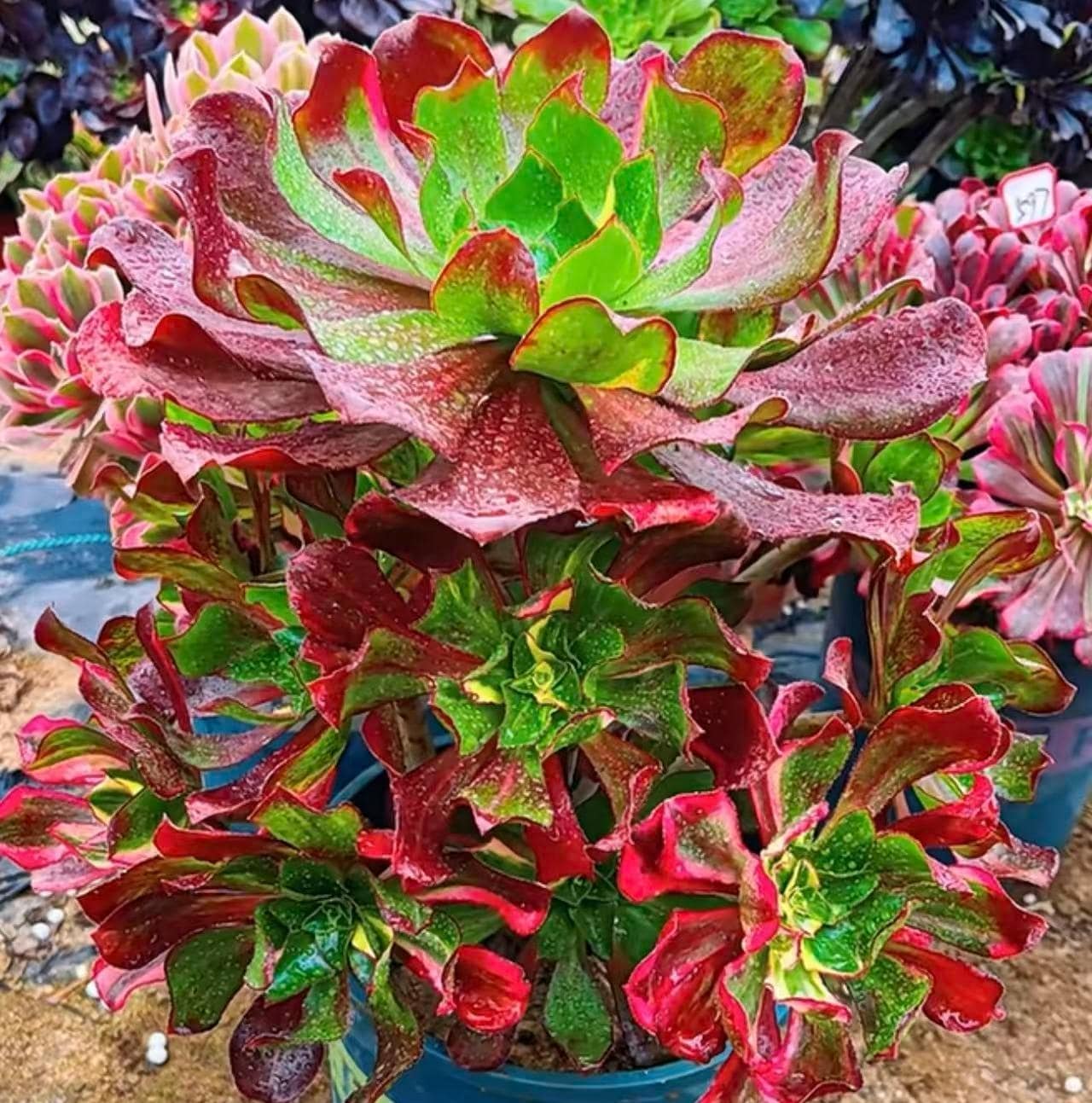 Aeonium phantom - Etsy 日本