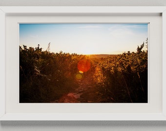 Dolly Sods Sunset - West Virginia- Allegheny  - Fine Art Print Living Room Large Wall Art landscape trees sky  decor nature