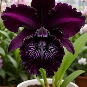 May include: A close-up of a dark purple orchid flower in a white pot. The orchid has ruffled edges and a detailed pattern in the center. Green leaves and other flowers are visible in the background.