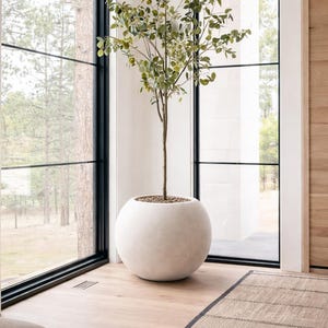 May include: A large, spherical, light-colored planter holds a slender tree with green leaves. The planter sits on a light wood floor near a large window with black trim. A neutral-toned rug is in the foreground.