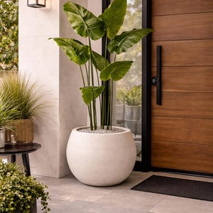 Puede incluir: Una maceta esférica grande y blanca contiene una exuberante planta verde con hojas grandes. La maceta está sobre un patio embaldosado gris cerca de una puerta de madera con un tirador negro. Una lámpara de exterior negra está montada en la pared.