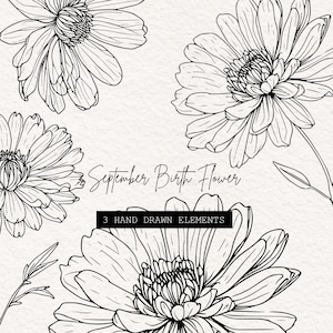 Puede incluir: Dibujo lineal en blanco y negro de crisantemos, la flor de nacimiento de septiembre. La imagen incluye cuatro ilustraciones detalladas de flores y el texto "September Birth Flower" y "3 Hand Drawn Elements". Las flores están sobre un fondo texturizado blanquecino.