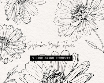 September Birth Month Flower Line Art Illustration, Aster Flower, Botanical PNG SVG Clipart