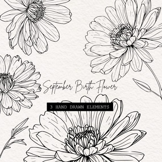 September Birth Flowers Outline