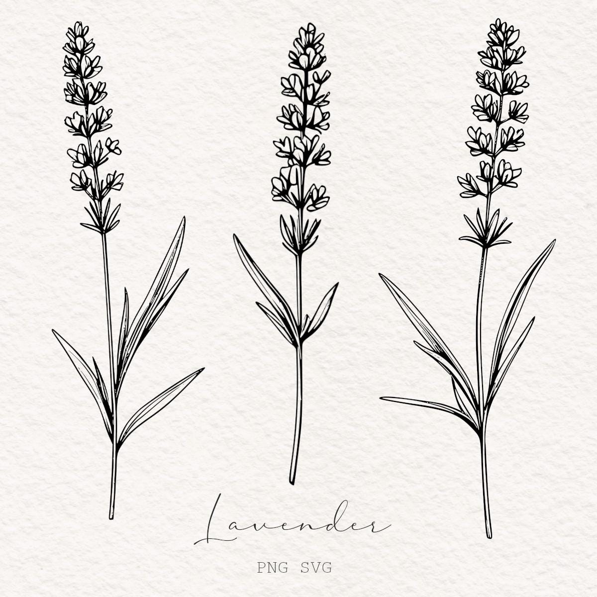 Lavender Line Art Illustration: Botanical PNG SVG Clipart - Etsy