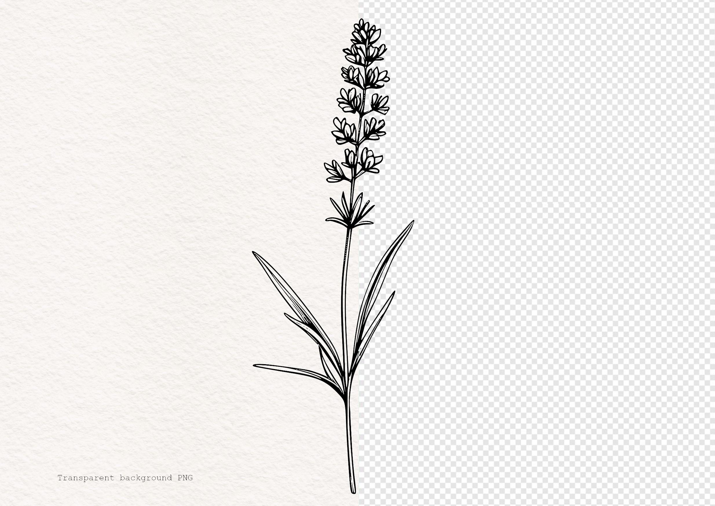 Lavender Line Art Illustration: Botanical PNG SVG Clipart - Etsy