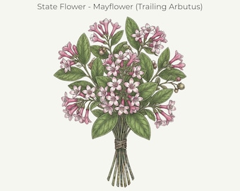 Massachusetts Mayflower Print | Fine‑Line Botanical Art | 11x14 Digital Download