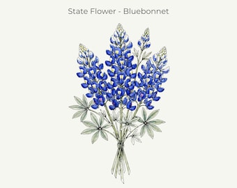 Texas Bluebonnet Botanical Print • Texas State Flower Art (11x14 Digital Download)