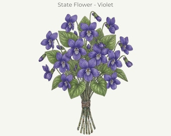 New Jersey Violet State Flower Print | Fine‑Line Botanical Art | 11x14 Digital Download