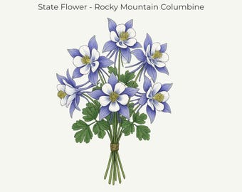 Colorado Columbine Botanical Print • Colorado State Flower Art (11x14 Digital Download)
