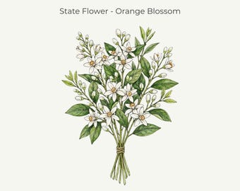 Florida Orange Blossom Botanical Print • Florida State Flower Art (11x14 Digital Download)