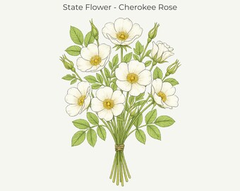 Georgia Cherokee Rose Botanical Print • Georgia State Flower Art (11x14 Digital Download)