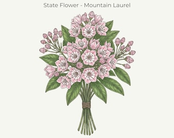Pennsylvania Mountain Laurel Print | Fine‑Line Botanical Art | 11x14 Digital Download