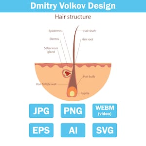 Human hair structure anatomy vector. Detailed medical diagram of hair follicle and skin layers. jpg/png/svg/eps/ai/webm