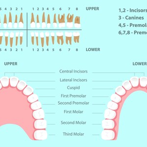 Dental Diagram With Tooth Names and Numbering System. Human Permanent ...