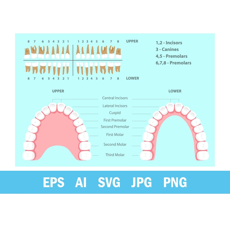 Molar Labels Dental Chart SVG, Teeth Numbering Diagram, Tooth Anatomy Poster ...