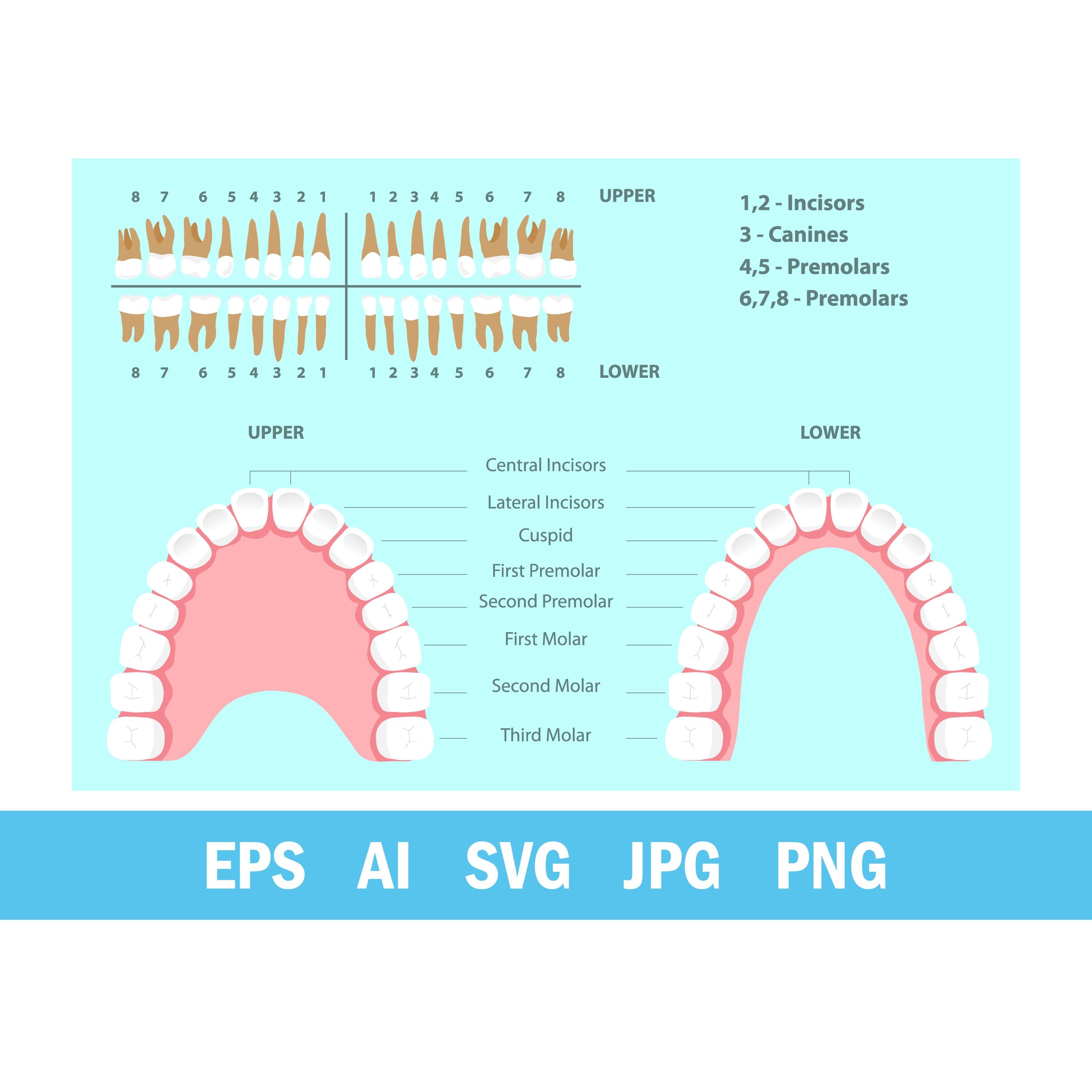 Tooth Chart Adult Names Dental Chart SVG, Teeth Numbering Diagram, Tooth Anatomy Poster ...